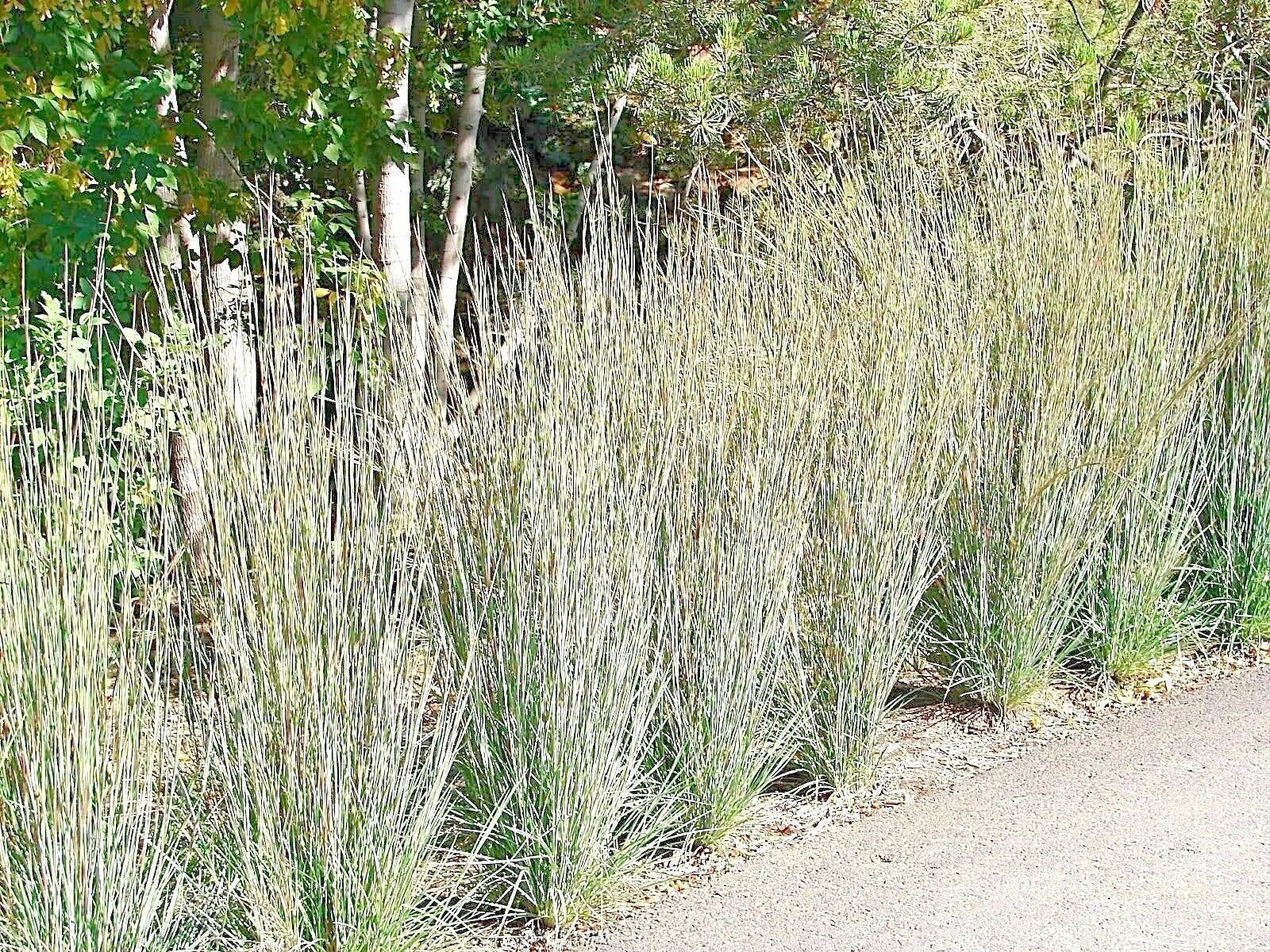 Little Bluestem Seeds - 500+ Count, Native Prairie Grass, Ornamental Perennial, Fall Colors, Schizachyrium scoparium
