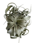 Xerographica Air Plant - Tillandsia xerographica 3-9" Unique Low-Maintenance Indoor or Outdoor Decor