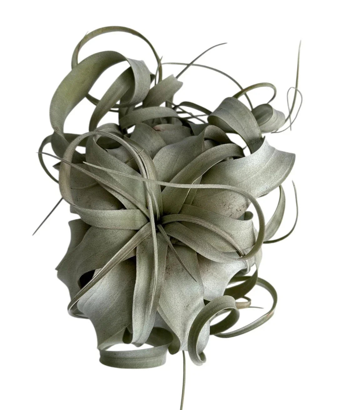 Xerographica Air Plant - Tillandsia xerographica 3-9" Unique Low-Maintenance Indoor or Outdoor Decor