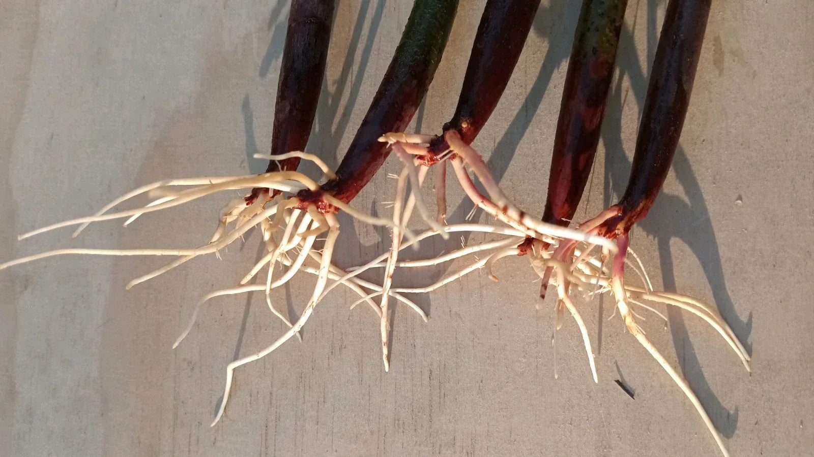 5 Live Red Mangrove Plants – Rhizophora Mangle Propagules for Aquarium & Tank Filtration