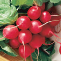 Cherry Belle Radish Seeds – Non-GMO, Fast Harvest, Round Roots, Raphanus sativus, Vegetable Seeds for Garden & Containers