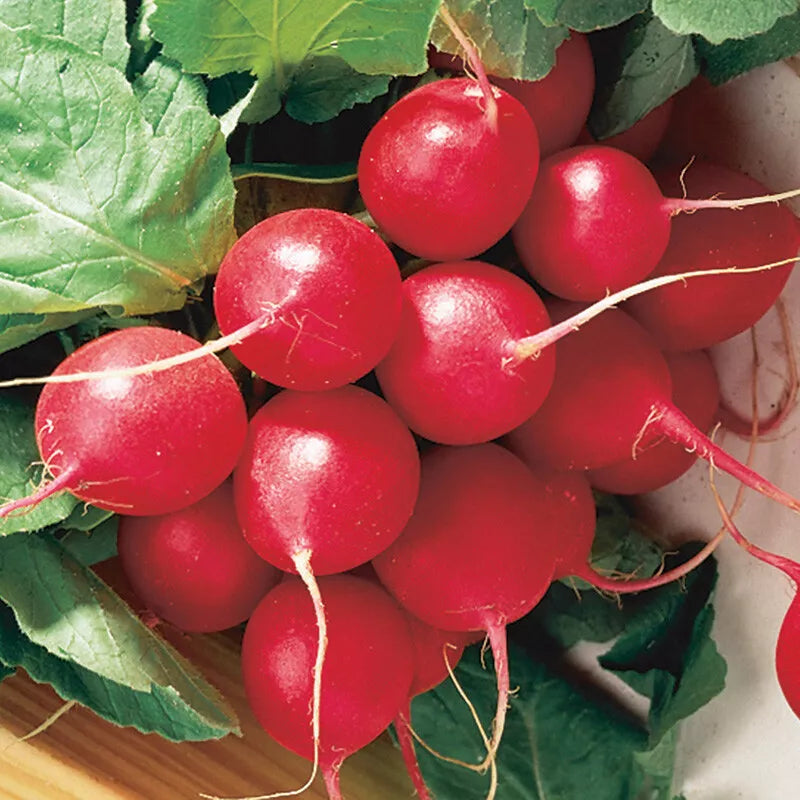 Cherry Belle Radish Seeds – Non-GMO, Fast Harvest, Round Roots, Raphanus sativus, Vegetable Seeds for Garden & Containers