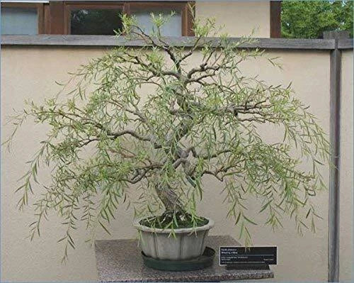 Bonsai Tree Cutting Thick Trunk Dragon Willow Salix Matsudana Indoor Outdoor Fast Growing