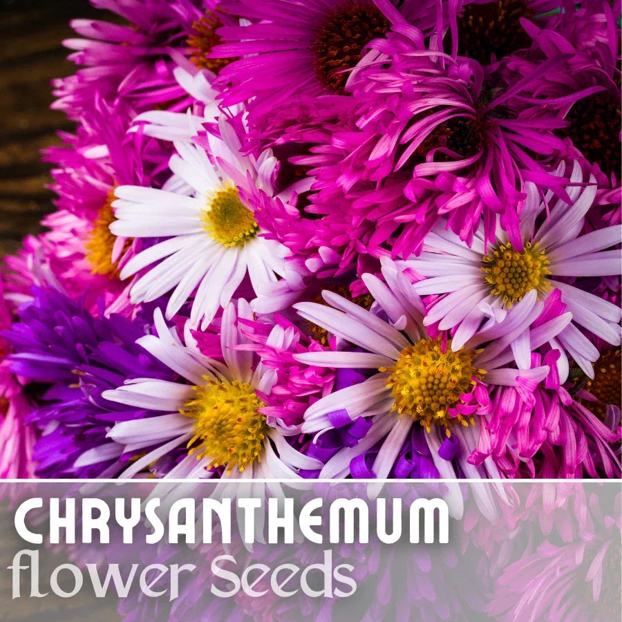 Easter Mix Mum Chrysanthemum Seeds - 200+ Annual Flower Seeds for Gardens, Borders & Containers - Vibrant Colors Chrysanthemum morifolium