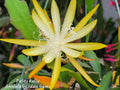 Epiphyllum Petey Kelly Unrooted Cuttings 8-10 inches - Epiphyllum spp.
