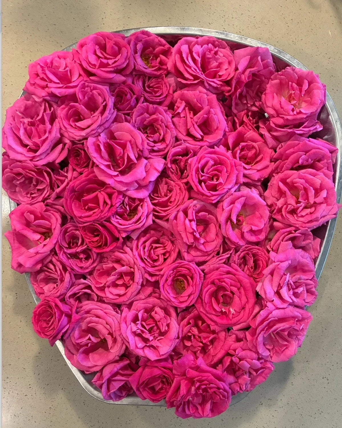 Zephirine Drouhin Thornless Rose Cuttings 5-8" Unrooted Fresh Stems Rosa 'Zephirine Drouhin'