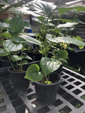 Well Rooted Betel Leaf Plant - Piper sarmentosum - Indoor/Outdoor Herb