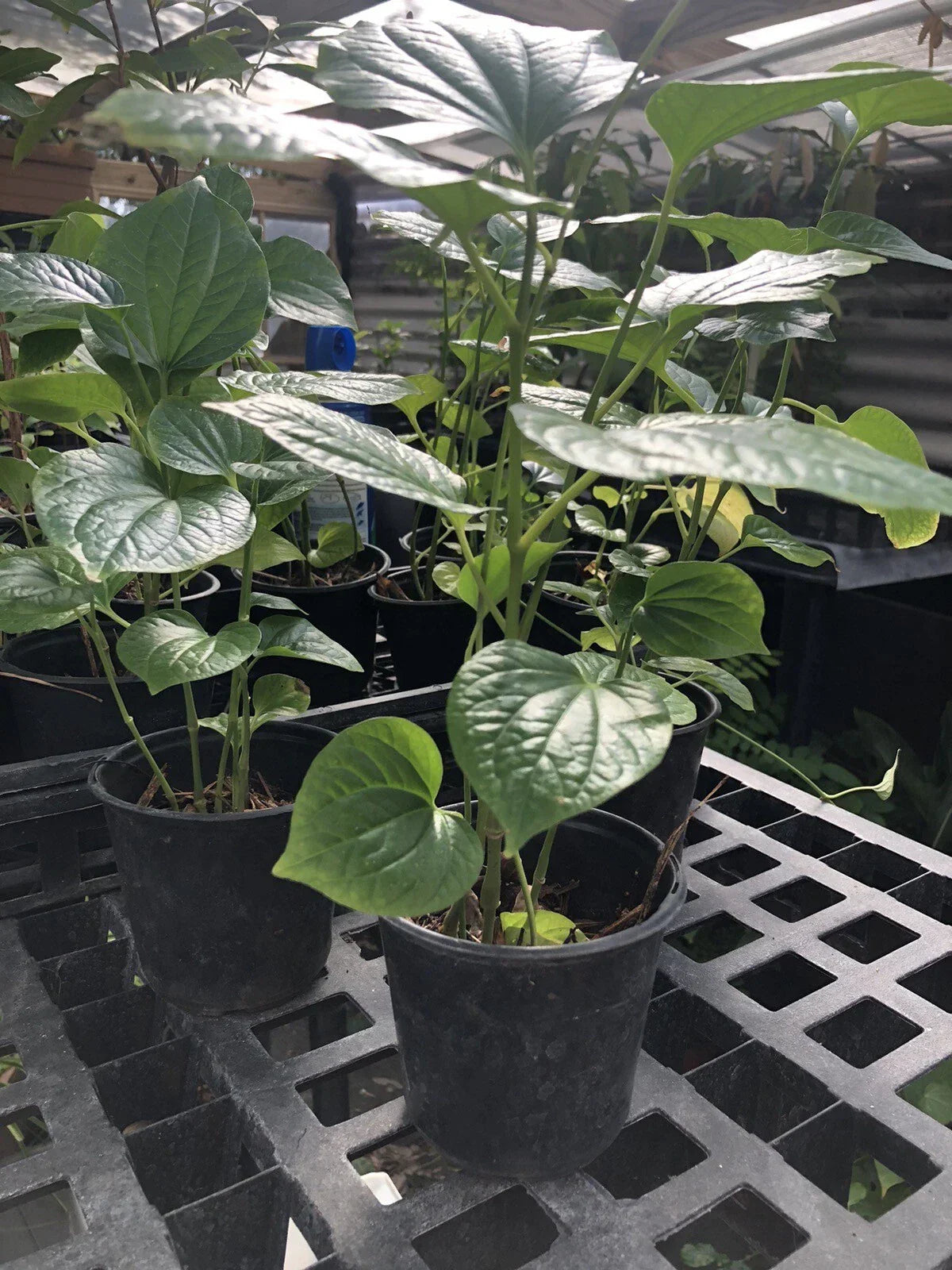 Well Rooted Betel Leaf Plant - Piper sarmentosum - Indoor/Outdoor Herb
