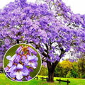 Empress Tree Seeds 300+ Paulownia tomentosa Fast-Growing Ornamental Tree with Planting Instructions