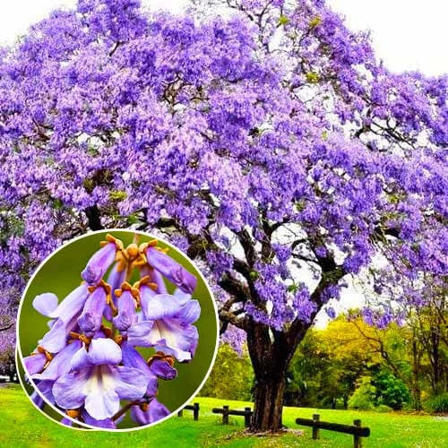 Empress Tree Seeds 300+ Paulownia tomentosa Fast-Growing Ornamental Tree with Planting Instructions