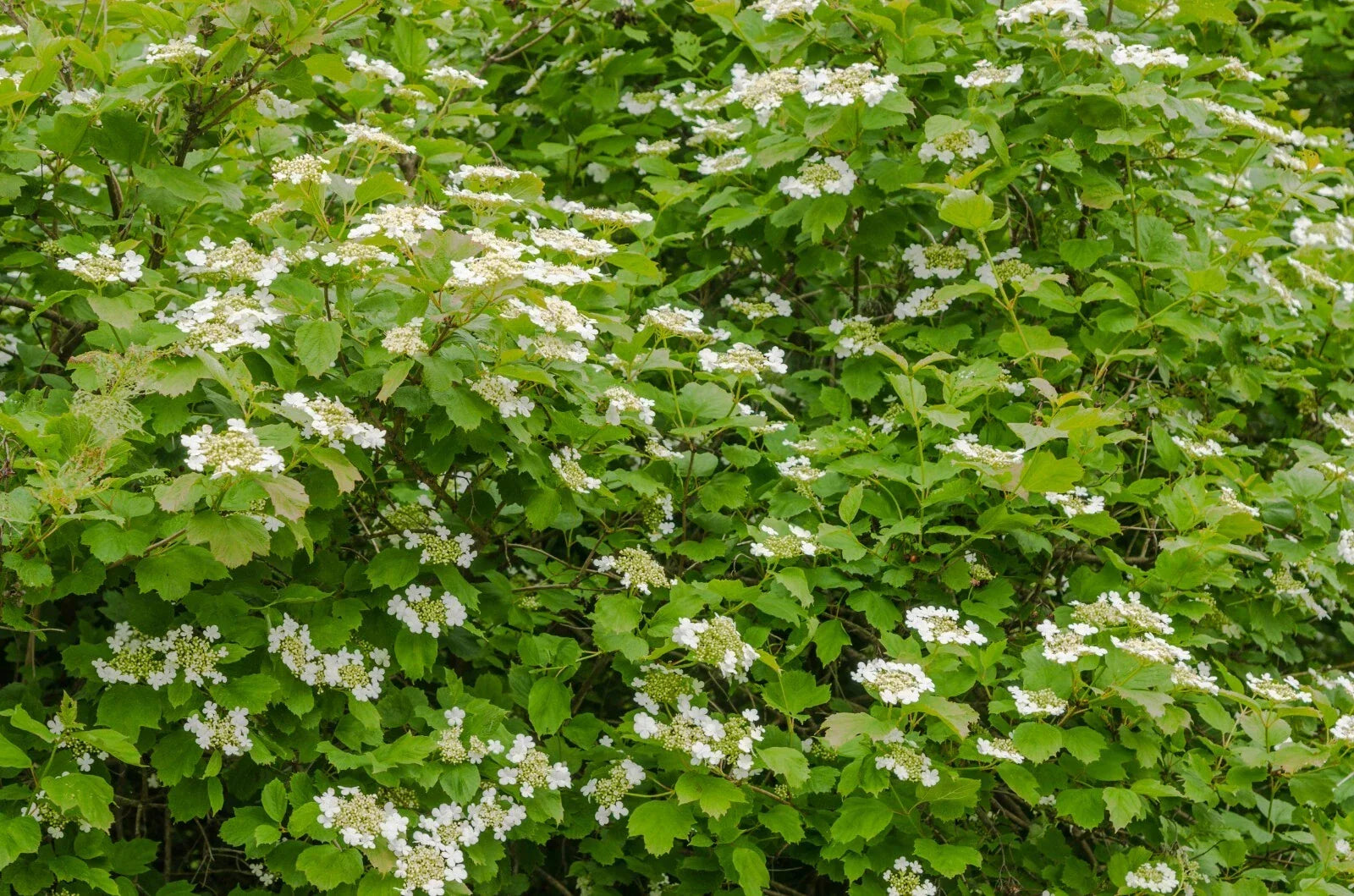 Linden Berry Shrub Seeds - Cardinal Candy Variety - Tilia americana - 10 Pack for Home Garden, Fruit, Pollinator Attractant