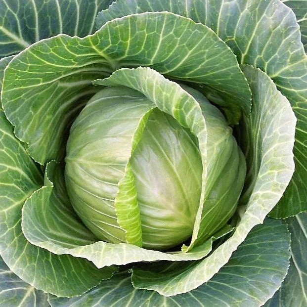 Brunswick Cabbage Seeds - Heirloom Non-GMO Savoy Brassica oleracea - 1000+ Pack for Home Garden & Sustainable Growing
