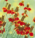 Mexican Hat Flower Seeds, Perennial Wildflower, Drought Tolerant, Ratibida columnifera, 301+ Seeds Pack