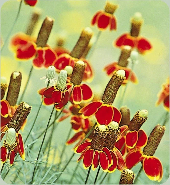 Mexican Hat Flower Seeds, Perennial Wildflower, Drought Tolerant, Ratibida columnifera, 301+ Seeds Pack