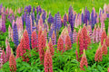 Russell Lupine Seeds Mix - 50 Seeds, Red, Purple, Blue/White, Pink, Lupinus polyphyllus, Perennial Flower, Garden Seeds