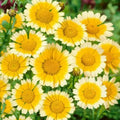 Garland Daisy Seeds – Over 200 Annual Chrysanthemum coronarium Flower Seeds – Yellow & White Blooms for Garden, Borders, Bouquets
