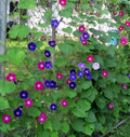 Morning Glory Wildflower Seeds - Tall Mixed Variety, Non-GMO, Climbing Ipomoea spp., Garden & Landscape Seeds