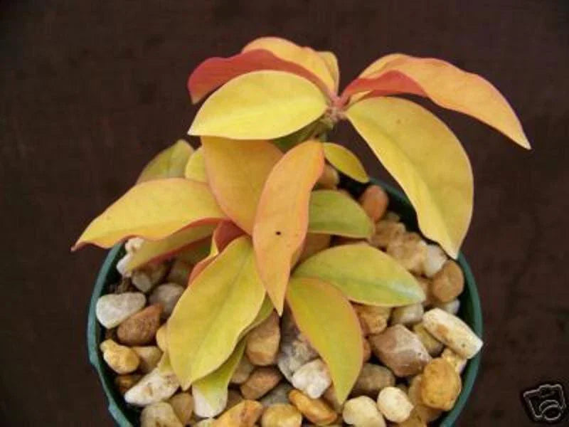 Rare Variegated Cactus Plant - Pereskia aculeata 'Gold Variegated' in 4" Pot
