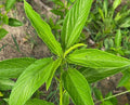 Egyptian Spinach Seeds - Molokhia - 25 Pack for Florida Gardens - Corchorus olitorius - Nutritious Leafy Green