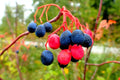 Nannyberry Seeds for Planting - Viburnum lentago - Native Fruit Tree Seeds - Wildlife Attracting Shrubs - 30 Count
