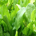 Large Leaf Sorrel Seeds 600+ Count, Rumex acetosa, Hardy Perennial Herb for Gardens & Containers
