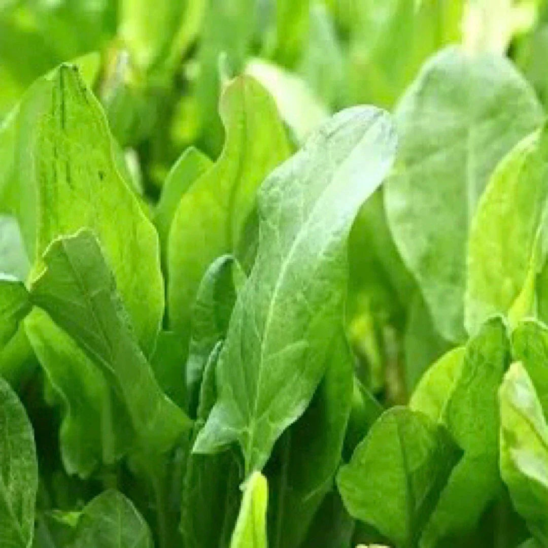 Large Leaf Sorrel Seeds 600+ Count, Rumex acetosa, Hardy Perennial Herb for Gardens & Containers