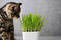 Cat Grass Seeds 1 Pound Triticum aestivum Non-GMO Indoor Outdoor Pet Treats