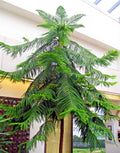 Norfolk Island Pine Seeds - Indoor Christmas Tree, Araucaria excelsa, Houseplant Seeds for Gardening & Holiday Decor
