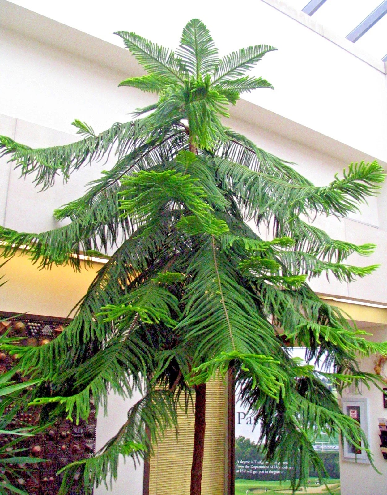 Norfolk Island Pine Seeds - Indoor Christmas Tree, Araucaria excelsa, Houseplant Seeds for Gardening & Holiday Decor
