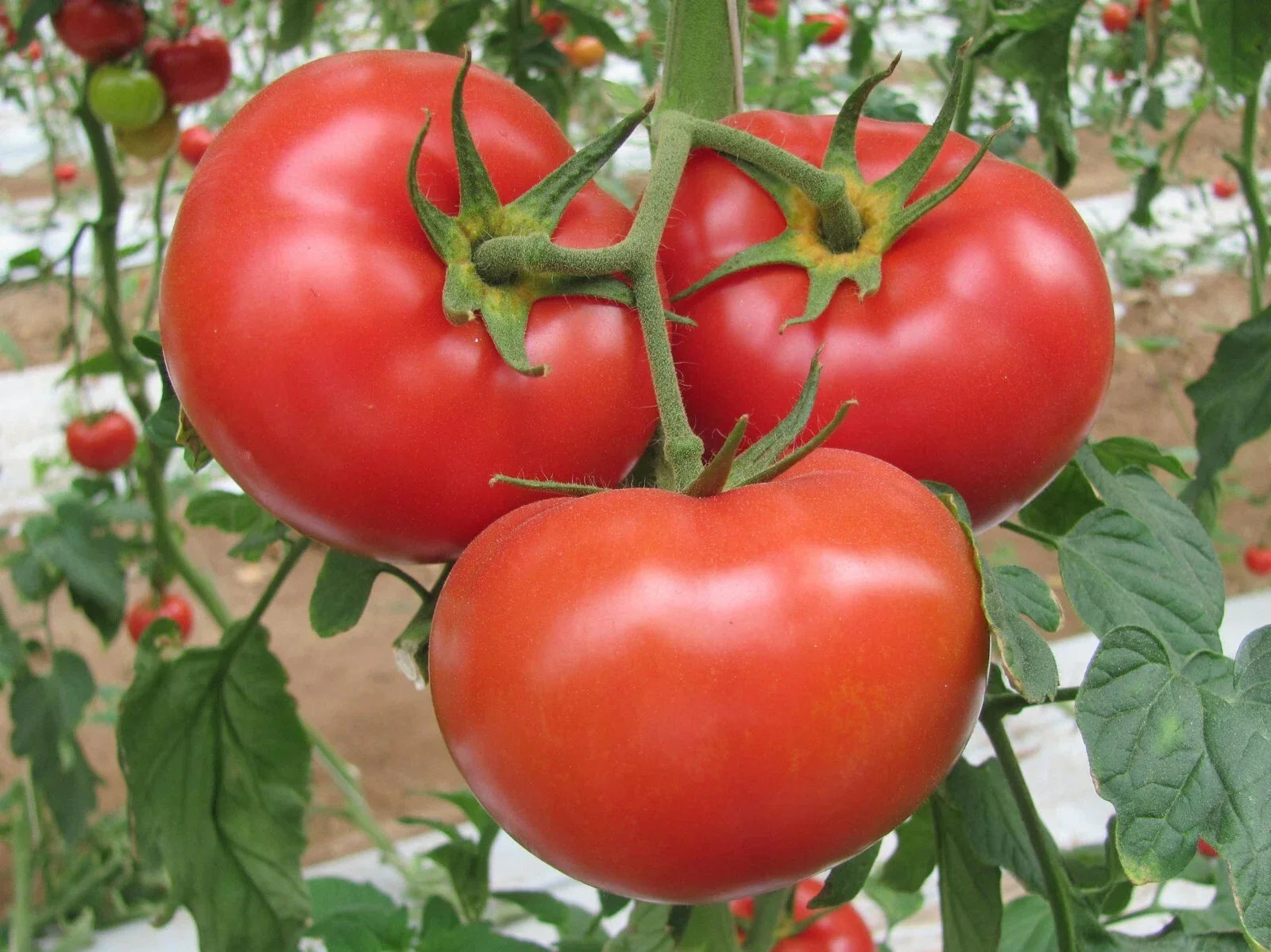 German Johnson Pink/Red Beefsteak Tomato Seeds – Heirloom Organic Solanum lycopersicum, Large, Juicy, Non-GMO, 25 Seeds