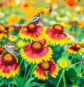 Gaillardia pulchella Flower Seeds - Indian Blanket Variety, Bright Red and Yellow, Native Wildflower Seeds, Drought-Tolerant, Easy to Grow