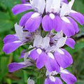 Chinese Houses Seeds 100 Pack Collinsia heterophylla Annual Delicate Flowers for Gardens, Borders, Containers