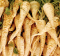 Harris Early Model Parsnip Seeds | White Root Vegetable Seeds | Daucus carota | Non-GMO, Easy to Grow, Fall & Winter Harvest