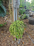 Large Hoya Wayetii Plant in 8-Inch Hanging Basket, Wax Plant with Green Foliage, Indoor/Outdoor Trailing Houseplant