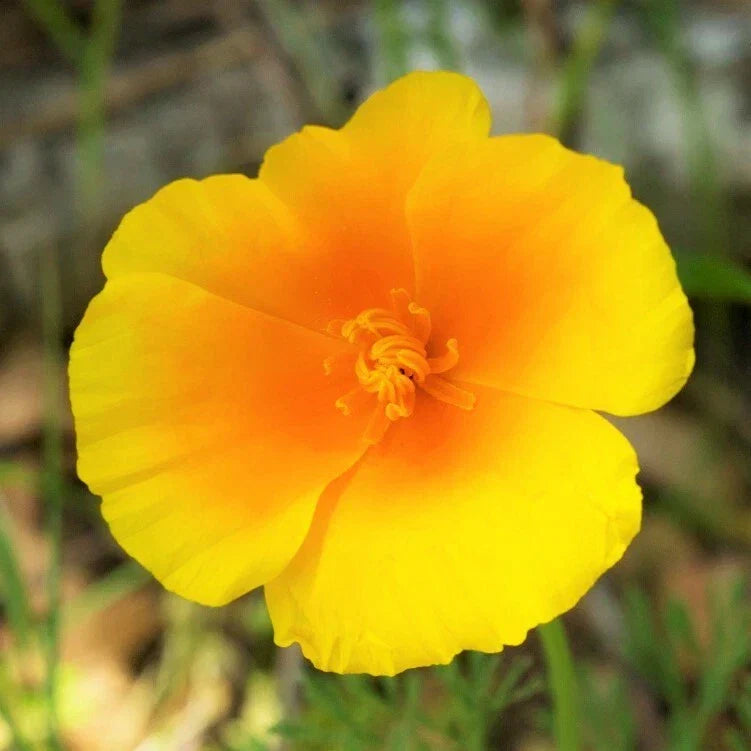 California Poppy Seeds – Yellow Gold Perennial Flower Seeds – Eschscholzia californica – Drought-Tolerant, Easy to Grow, Wildflower Garden
