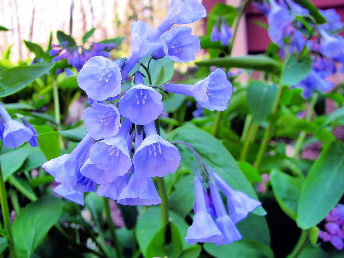Virginia Bluebells Wildflower Seeds - 10 Seeds - Native Perennial Flower - Mertensia virginica for Shade Gardens