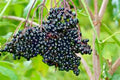 American Elderberry Seeds - 30+ Sambucus canadensis Shrub for Hedge, Edible Berries, Wildlife Attractant