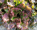 Premium Red Sails Lettuce Seeds - Loose Leaf, Lactuca sativa, 4g for Home Gardening & Vegetable Gardens