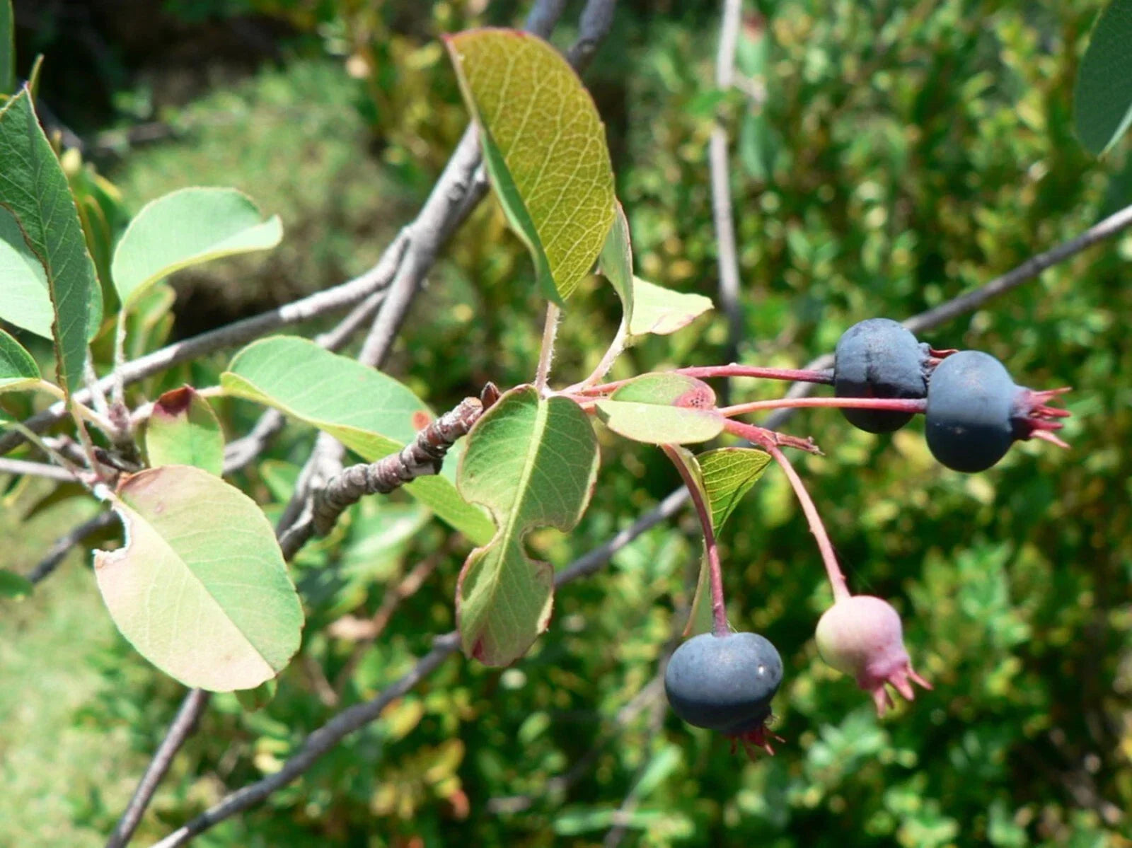 Snowy Serviceberry Seeds - Amelanchier ovalis Fruit Shrub for Edible Berries, Garden Planting, 20 Seeds