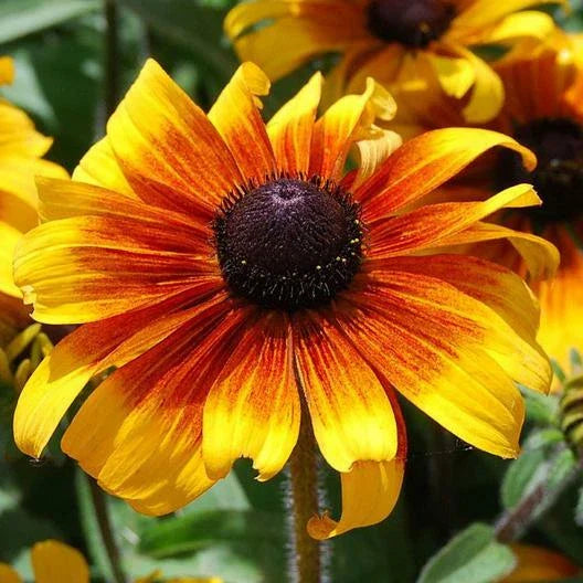 Black Eyed Susan Seeds - Dwarf Rudbeckia hirta - Heirloom Non-GMO - Bright Orange and Yellow Blooms - 500 Seeds