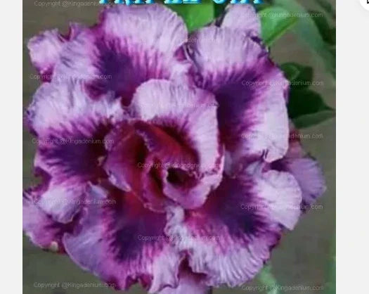 Desert Rose Plant - Small Rooted Seedling - Adenium Obesum - Triple OIA Variety - Indoor or Outdoor Garden