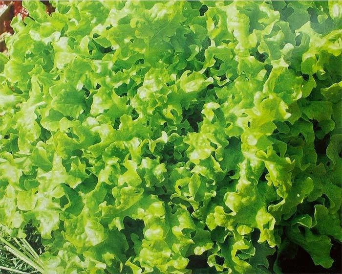 Salad Bowl Lettuce Seeds - Organic Lactuca sativa for Home Gardening, Loose-Leaf, Full Sun, Non-GMO Seed Packet