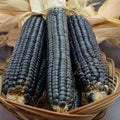 Hopi Blue Corn Seeds - Organic Heirloom Non-GMO Zea Mays Everta - Vibrant Blue Kernel Seeds for Garden & Culinary Use