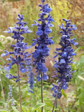 Sage Blue Salvia Perennial Seeds – Attracts Hummingbirds & Butterflies – Salvia nemorosa, 300+ Non-GMO Seeds