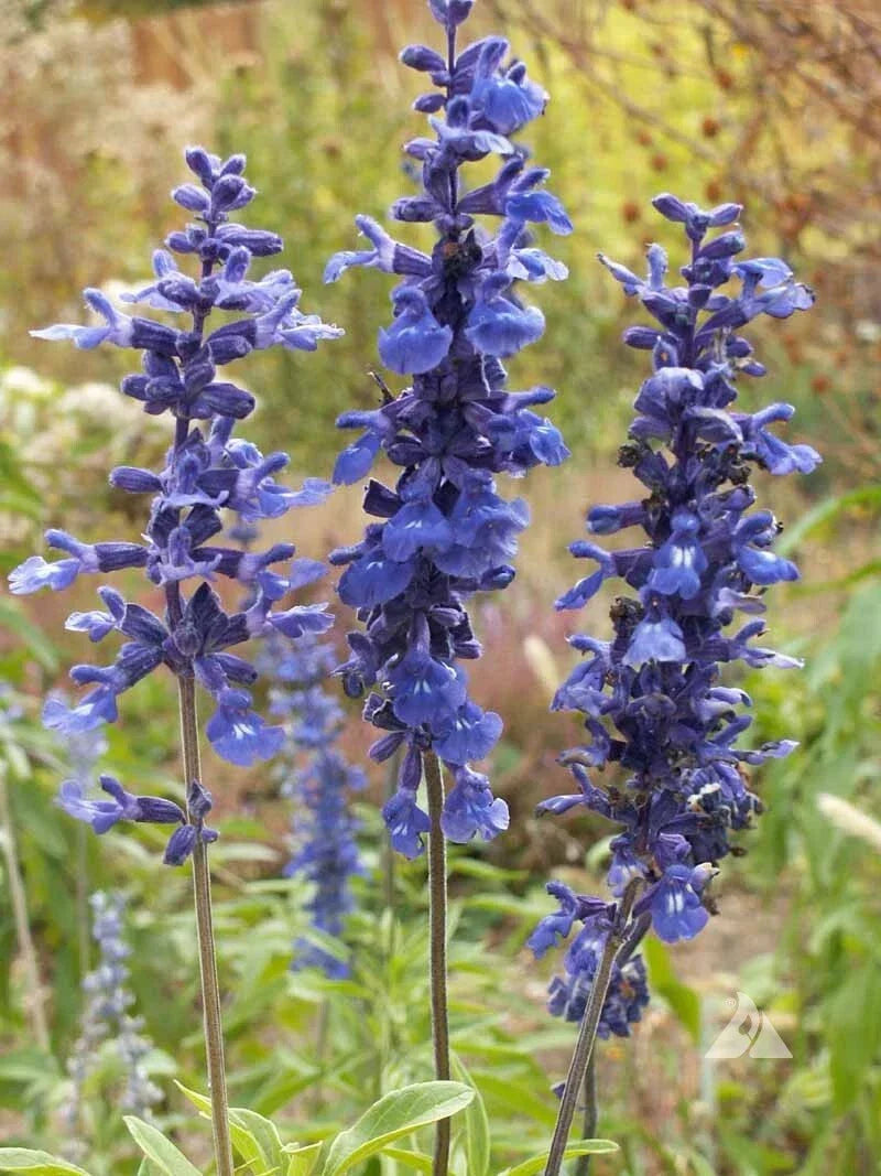 Sage Blue Salvia Perennial Seeds – Attracts Hummingbirds & Butterflies – Salvia nemorosa, 300+ Non-GMO Seeds