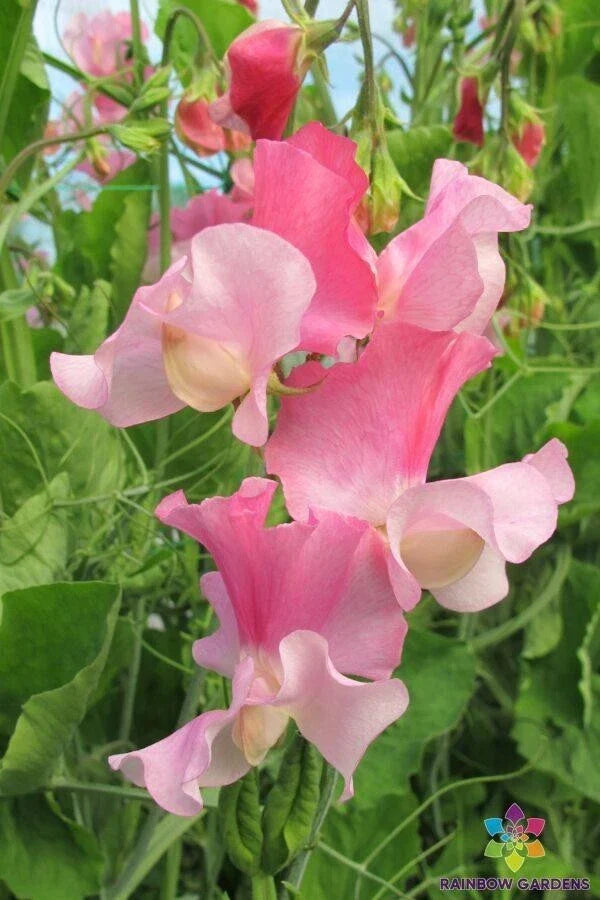 Sweet Pea Seeds - Strawberry Fields Variety, Climbing Vine, Lathyrus odoratus, 50+ Premium Seeds for Garden Planting