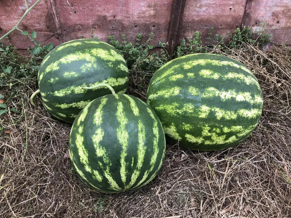 Crimson Sweet Watermelon Seeds - Non-GMO Organic Heirloom Citrullus lanatus - 25+ Seeds for Home Garden, Juicy, Sweet, Large Fruit