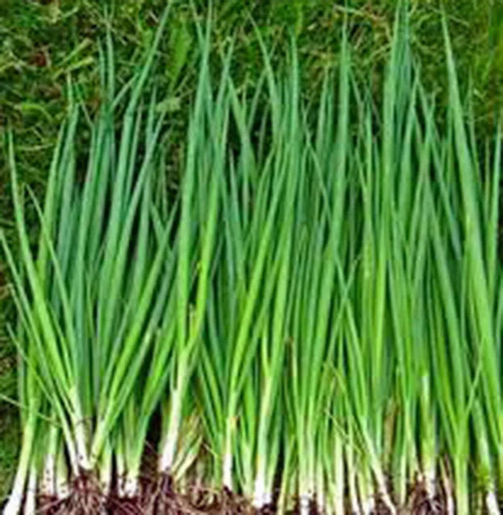Tokyo Long White Onion Seeds - Heirloom Allium fistulosum Vegetable Seeds for Salads & Cooking, 100+ Seeds