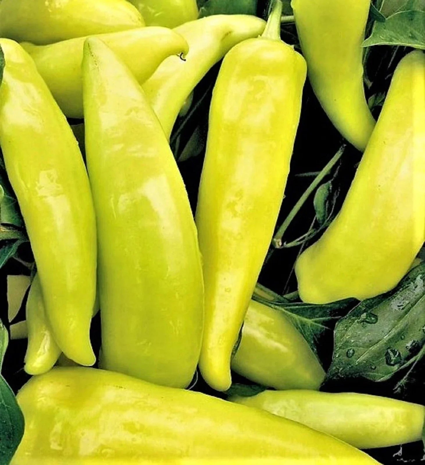 Hungarian Sweet Wax Pepper Seeds - Non-GMO, 100+ Seeds, Capsicum annuum, Ideal for Gardens & Containers