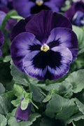 Pansy Seeds - 50 Pack Electrified Violet Viola tricolor Garden Flower Seeds for Borders & Containers